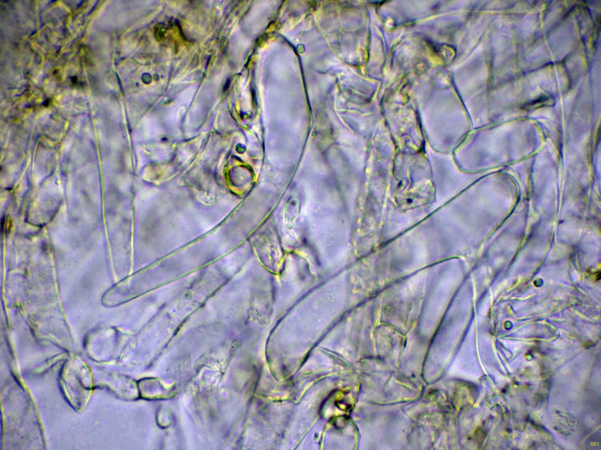 10 - Subpellis agua-001
